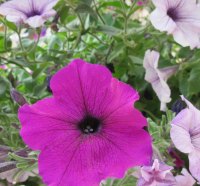 Pink Petunia flowers