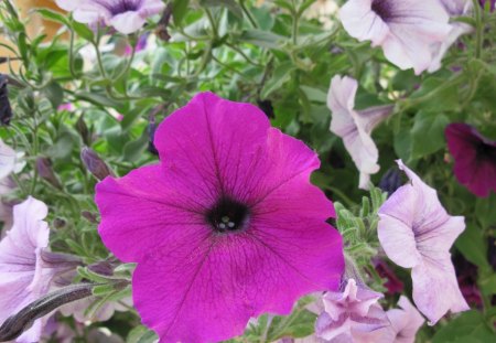 Pink Petunia flowers - purple, pink, photography, green, petunias, flowers