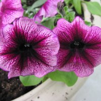 Petunias purple & red