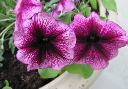 Petunias purple & red - purple, red, photography, green, petunias, flowers