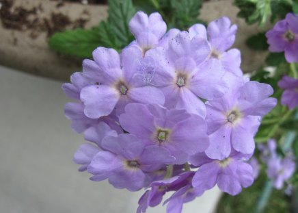 lavender Verbena in my garden  - flowers, blue, green, brown, lavender verbena, Photography