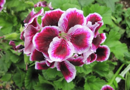 Marta Washington Geranium in my garden 09 - white, purple, geranium, flowers, photography, green