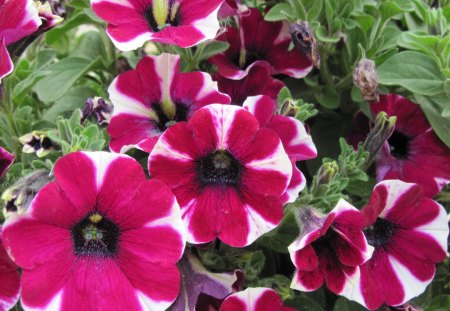 Peppermint Petunias  - white, red, peppermint petunias, flowers, photography, green