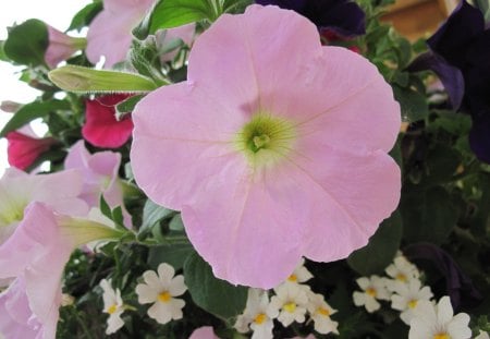 Pink Petunias - flowers, white, yellow, red, green, Photography, petunias, pink