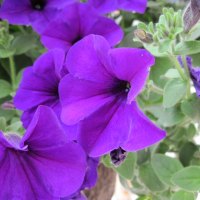 Purple petunias with green