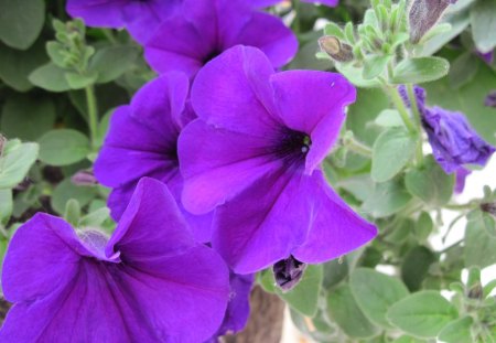 Purple petunias with green - purple, photography, petunias, green, flowers