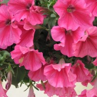 Petunias pink flowers