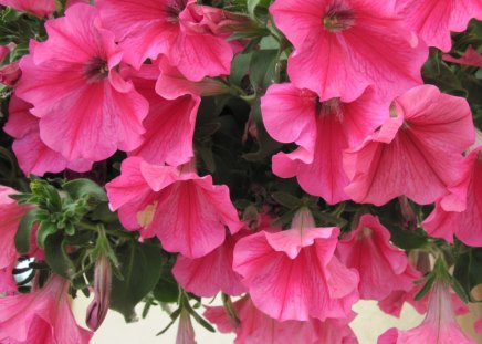 Petunias pink flowers - flowers, green, Photography, petunias, pink