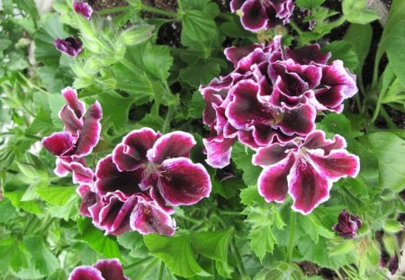 Marta Washington Geranium in my garden 11 - flowers, white, purple, green, Photography, geranium