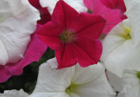 Red & white Petunias in my garden - white, yellow, red, photography, pink, petunias, flowers