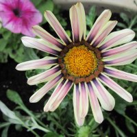 Flower pink & orange in my garden