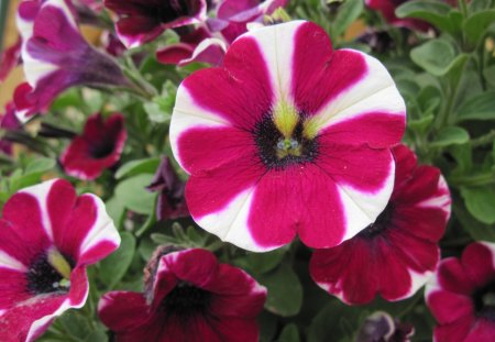 Beautiful Peppermint Petunias - flowers, white, red, green, Photography, peppermint petunias