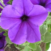 Purple Petunias in my garden 02