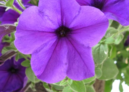 Purple Petunias in my garden 02 - purple, photography, petunias, green, flowers