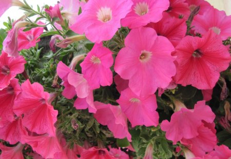 Red Petunias in my garden 02 - white, red, photography, green, petunias, flowers