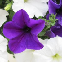 Purple Petunias with white 04