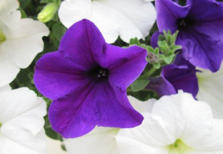 Purple Petunias with white 04 - white, purple, photography, green, petunias, flowers