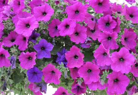 Petunias hanging basket in my garden