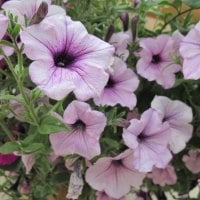 Pink Petunias 4