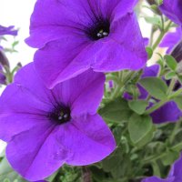 Purple Petunias 08