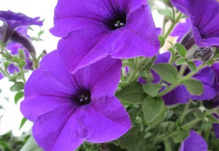 Purple Petunias 08 - purple, flowers, photography, petunias, green