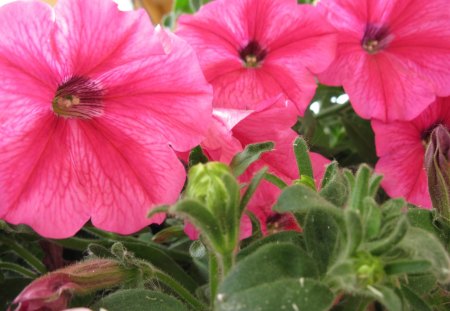 Pink Petunias in my garden 12 - pink, photography, petunias, green, flowers