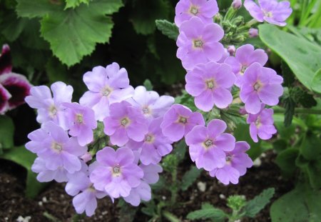 Blue flowers 12 - flowers, white, purple, blue, green, Photography