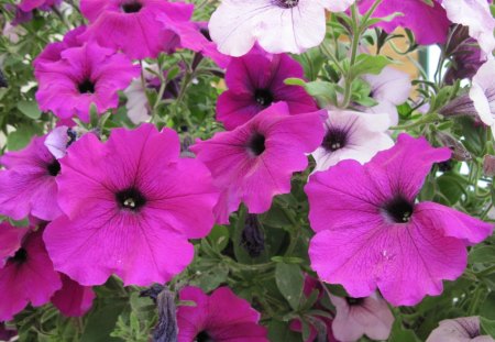 Beautiful Petunias 15 in my garden - flowers, white, red, green, Photography, petunias, pink