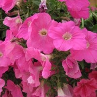 Pink Petunias 16 in my garden