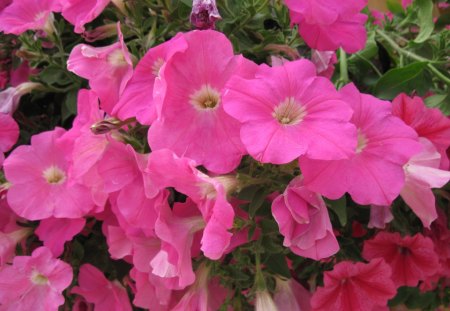 Pink Petunias 16 in my garden - flowers, yellow, green, Photography, petunias, pink