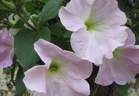 pale lavender petunias - pale lavender, white, flowers, photography, petunias, green