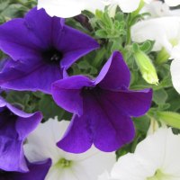 White & purple petunias in my garden 22