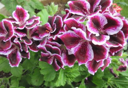 Marta Washington Geranium in my garden 22 - white, purple, geranium, flowers, photography, green