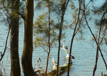 Pelicans Through the Tree's - waves, lake, trees, nature