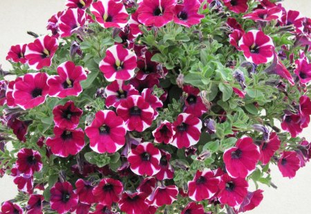 Hanging basket with Peppermint Petunias - white, peppermint petunias, red, photography, green, flowers