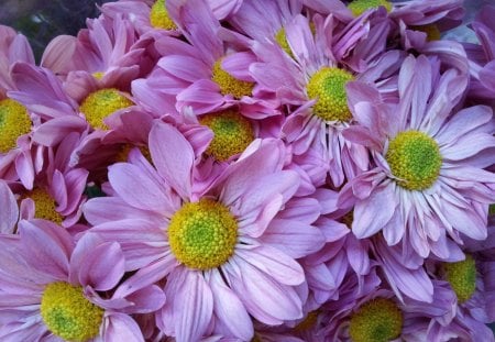 pink daisy - flowers, summer, blossom, beautiful, daisy, springtime