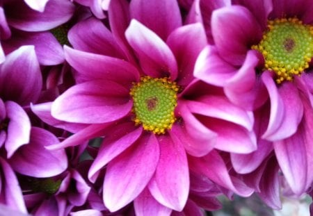 beautiful daisy - blossom, nice, flowers, colours