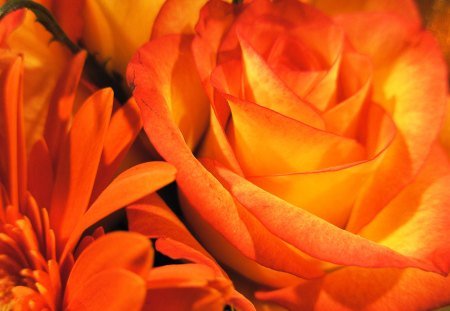 ♥ Orange Rose ♥