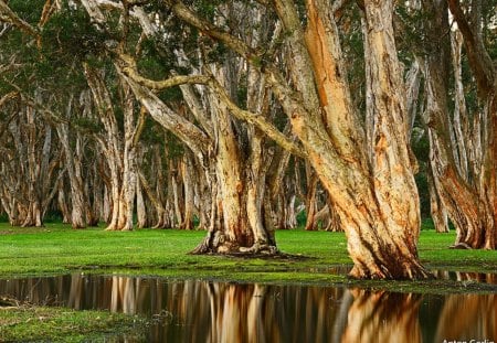 Arvores - arvores, bonito, lago, natureza