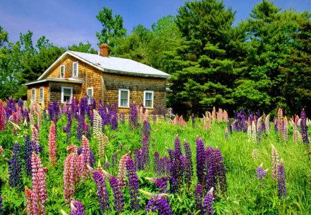 Beautiful country house - pretty, summer, cabin, grass, meadow, flowers, countryside, garden, field, nice, cottage, sky, house, trees, lovely, nature, green, country, peaceful, lupin