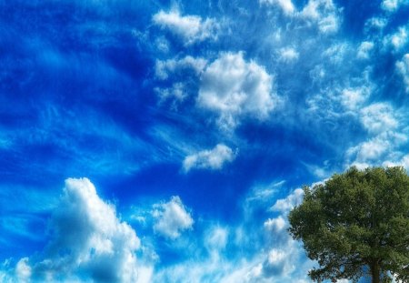 Tree on the sky - beauty, blue, tree, sky