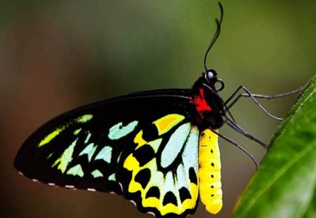 Butterfly - butterfly, animals, beautiful, other