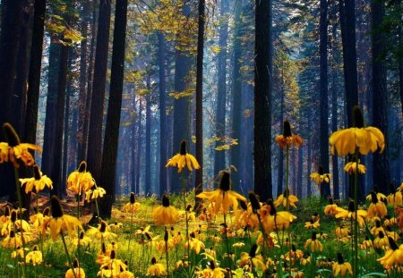 Forest - flowers, forest, nature, other