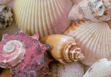 BEACH TREASURES - ocean, beach, collections, photography, shells, hobbies, sea