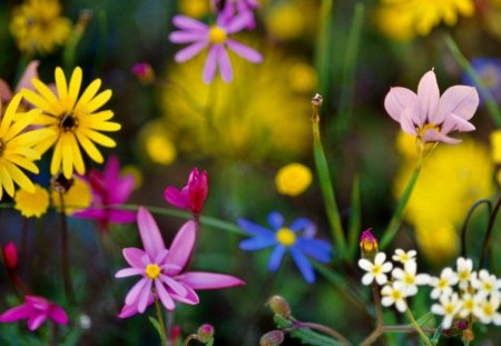 JUST FLOWERS - daisies, flowers, pretty, garden, high def, field