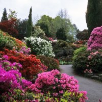 beautiful flowers garden