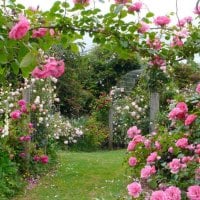 rose garden