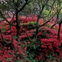 blooming azaleas