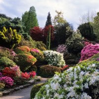 flowers garden path