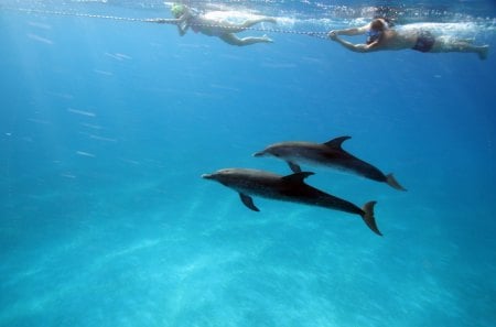 Dolphins - water, sea, dolphin, blue